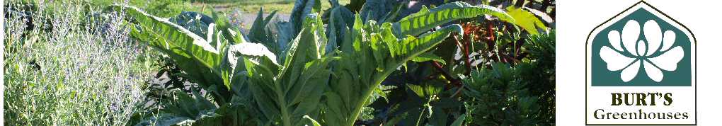 Header1Cardoon.jpg Header1Cardoon.jpg