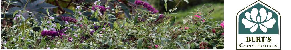 Header1buddlea.jpg Header1buddlea.jpg