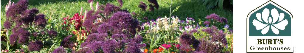 Header1heliotrope.jpg Header1heliotrope.jpg