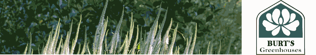 Header1lys.png
