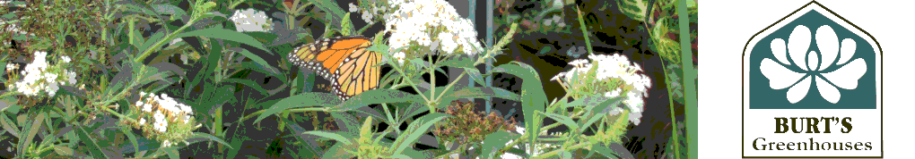 Header1monarch.png Header1monarch.png