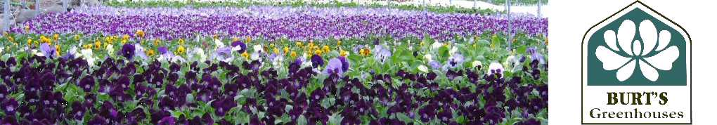 Header1pansies.jpg Header1pansies.jpg
