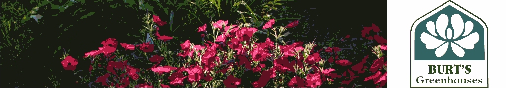 Header1petunia.png