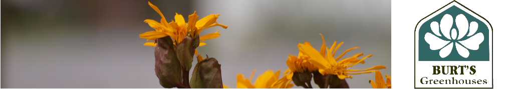 Header1yellow.jpg Header1yellow.jpg