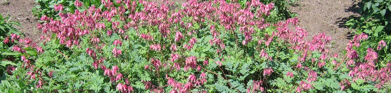dicentra_banner.jpg dicentra_banner.jpg