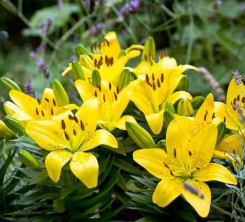 Lilium (Lily) Asiatic