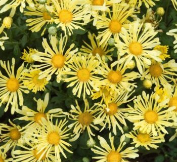 Hardy Garden Mum (Chrysanthemum)